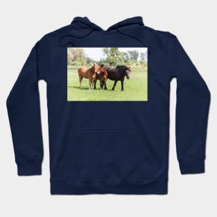 Three horses on pasture looking at camera Hoodie